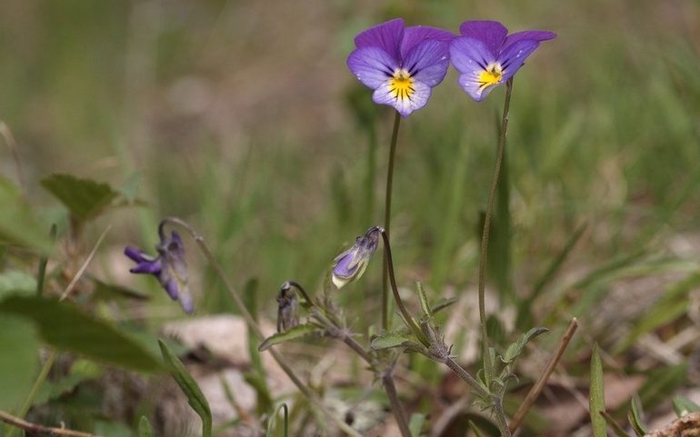 1166402 stemorsblomst