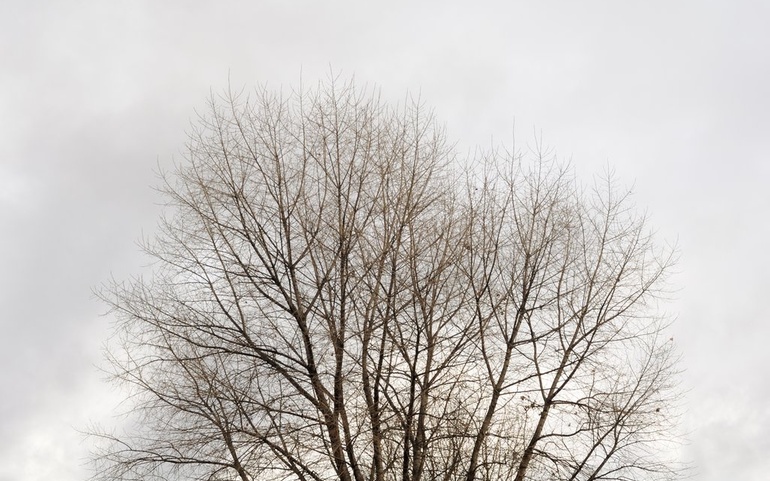 Sorg, tre mot himmel - © Illustrasjonsfoto: www.colourbox.no Sorg, tre mot himmel