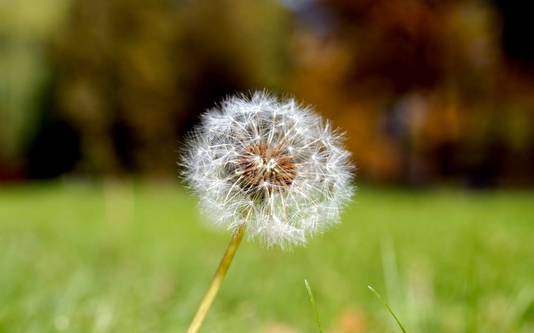 Løvetann2 - © www.colourbox.com Løvetann