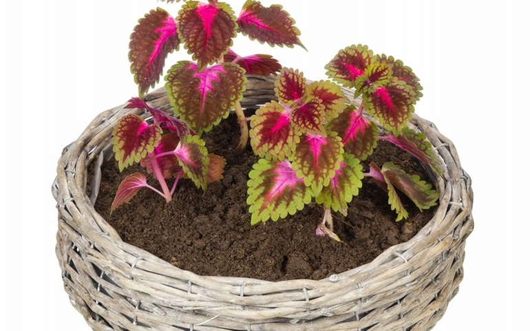 Plante/blomster - © www.colourbox.com Plante/blomster