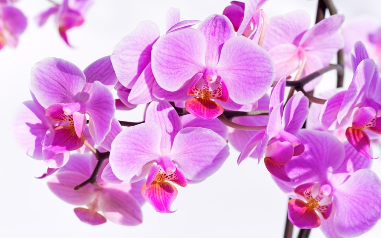 orchids